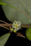 Muscarene Island leaf-flower